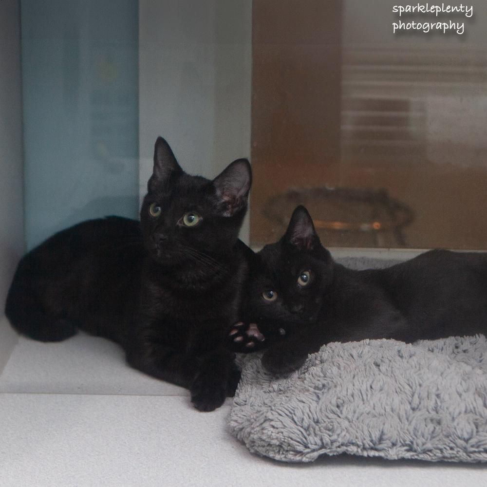 Enlarge Cinque, an adopted Domestic Short Hair in Ridgefield, CT image 3/3