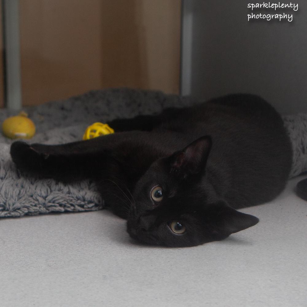 Cinque, adopted, Kitten Male Domestic Short Hair.
