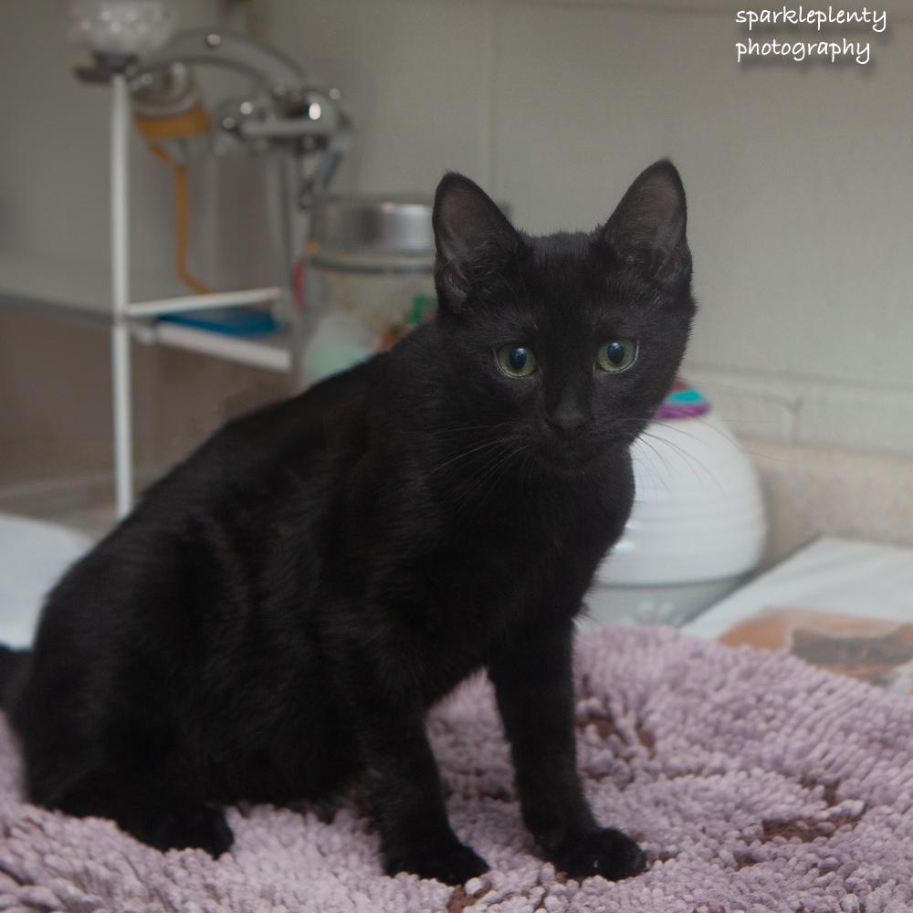 Enlarge Cinque, an adopted Domestic Short Hair in Ridgefield, CT image 2/3