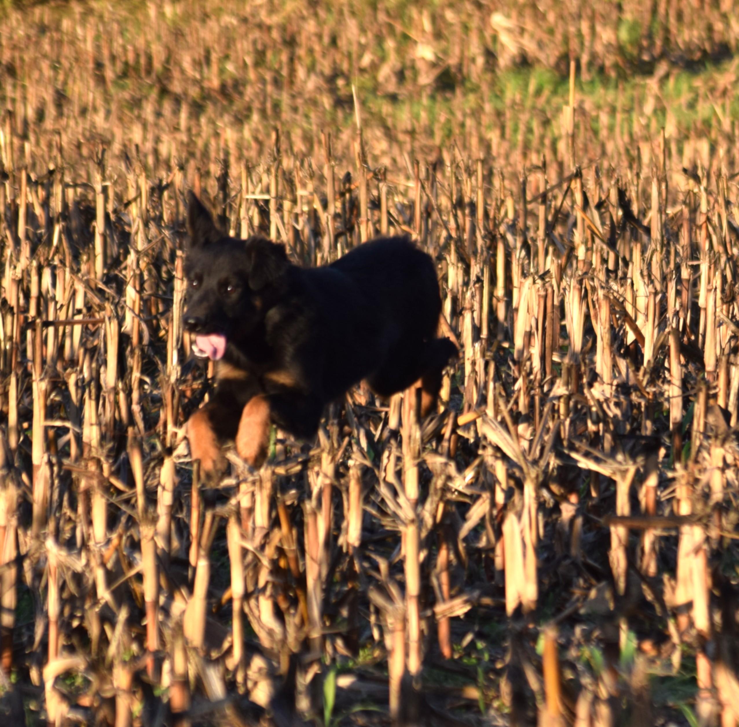Enlarge Hollie, an adopted mixed breed in Rockport, IN image 1/1