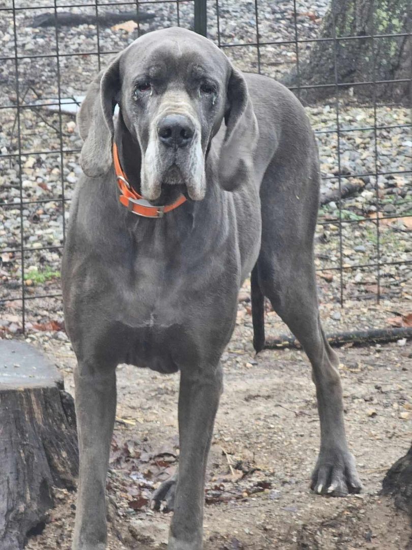 Skippy, a Adoptable Great Dane in Pomona, MO image 1/10