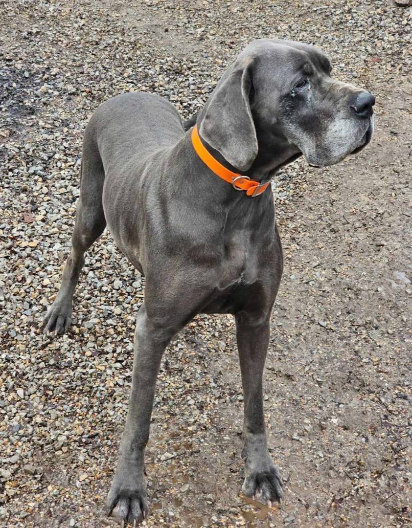 Skippy, a Adoptable Great Dane in Pomona, MO image 2/10