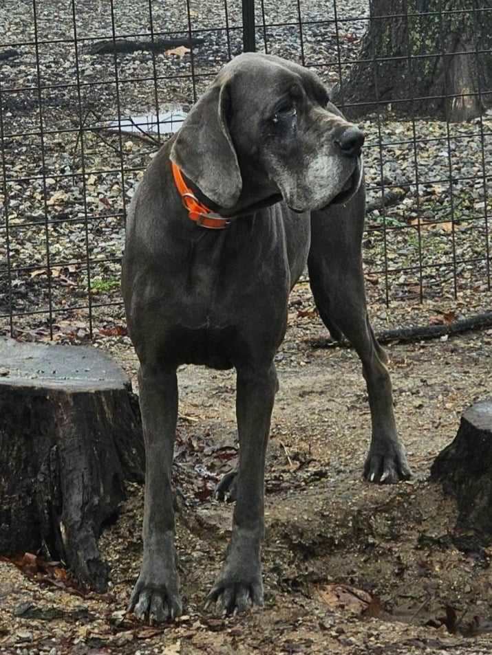 Skippy, a Adoptable Great Dane in Pomona, MO image 3/10