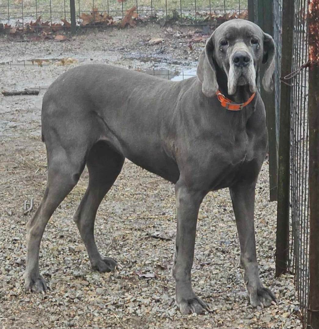Skippy, a Adoptable Great Dane in Pomona, MO image 4/10