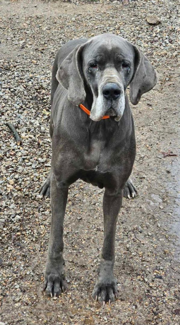 Skippy, a Adoptable Great Dane in Pomona, MO image 5/10