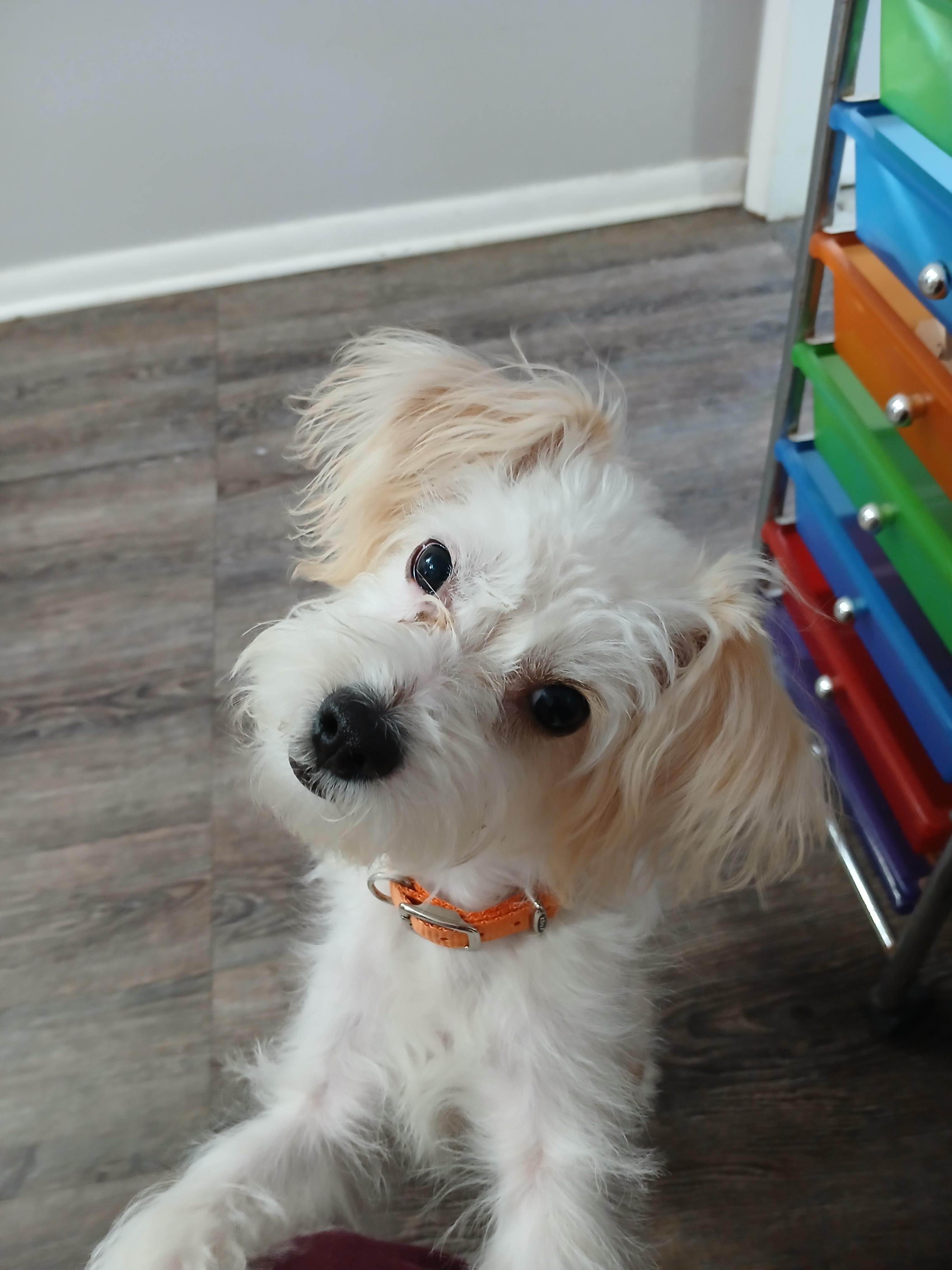 Enlarge Bora, a ADOPTABLE mixed breed in New Palestine, IN image 1/2