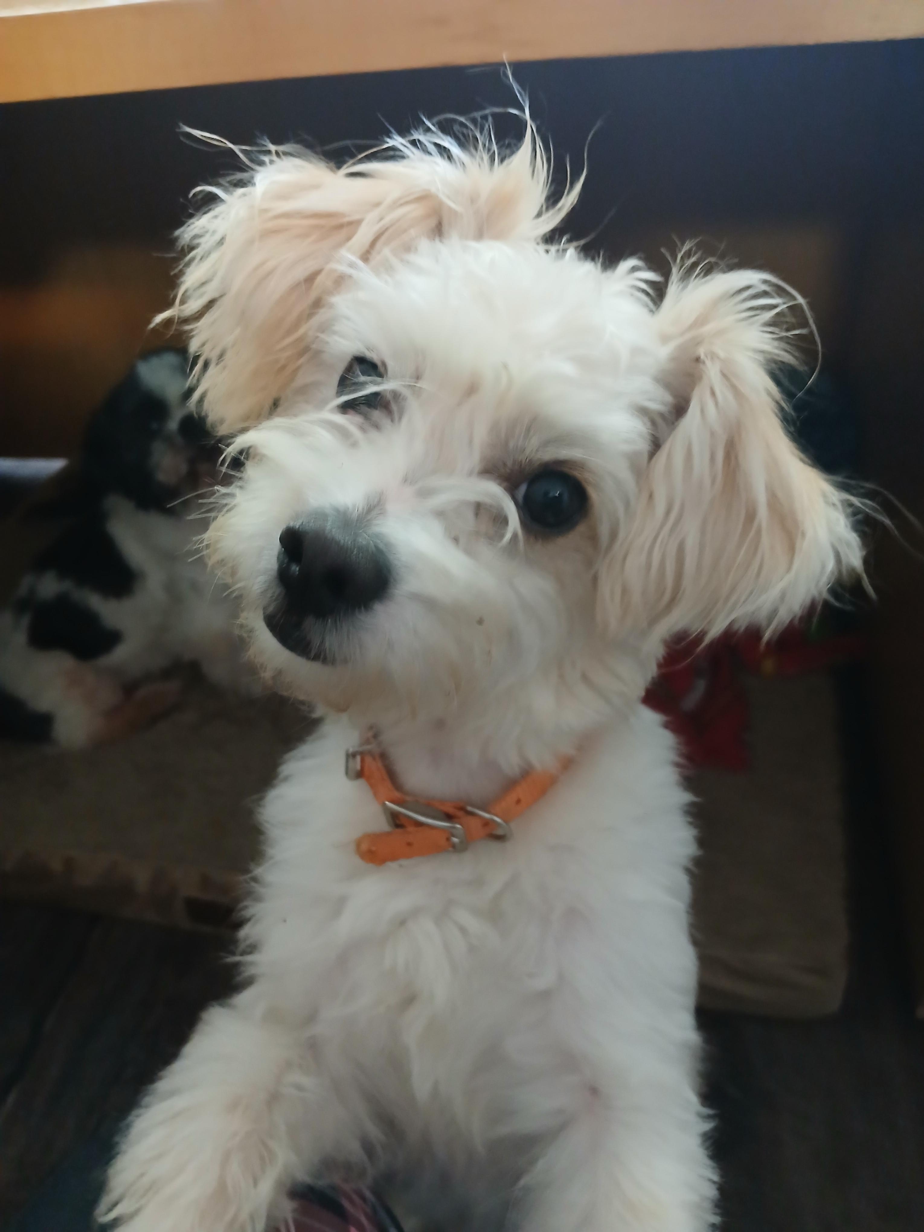 Enlarge Bora, a ADOPTABLE mixed breed in New Palestine, IN image 2/2