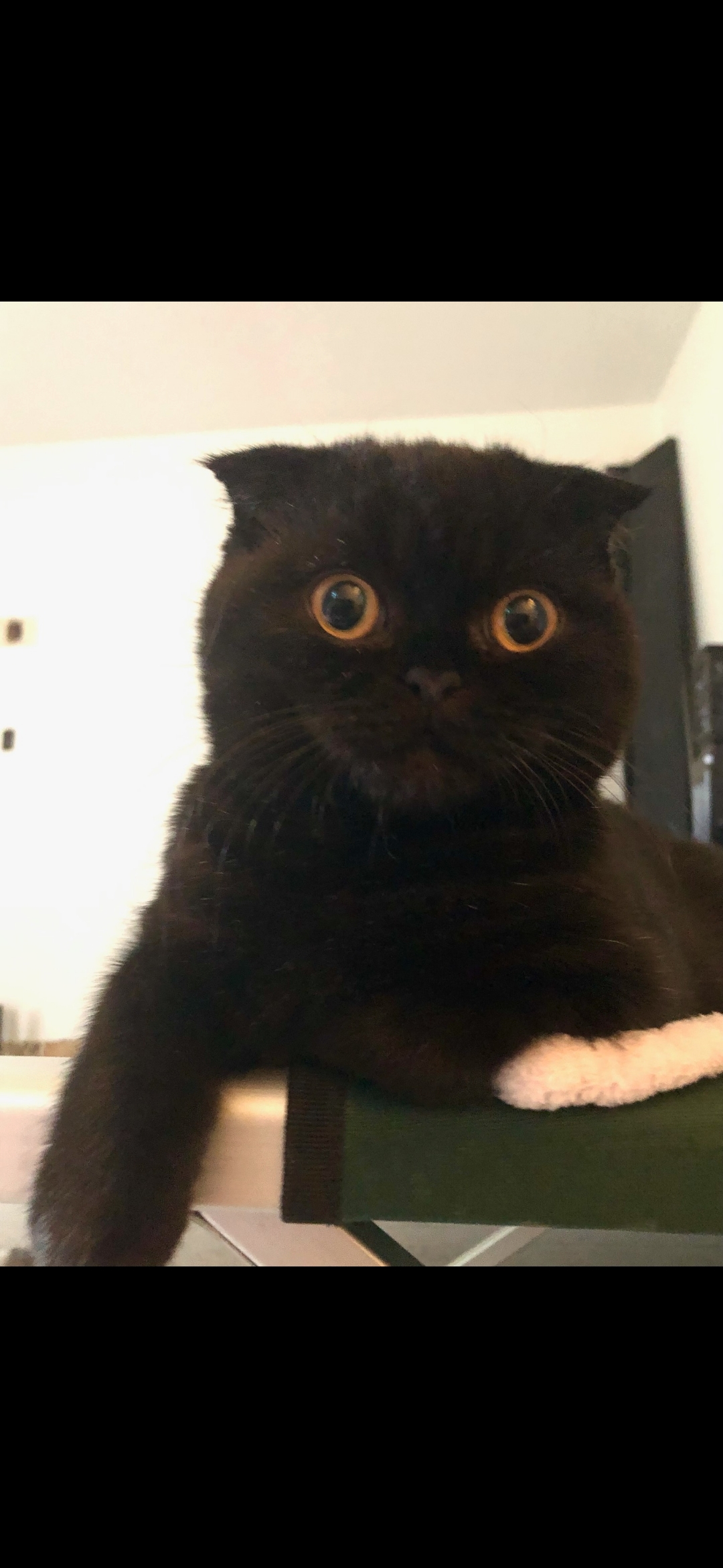 BELLO, Adopted, Young Male Scottish Fold.