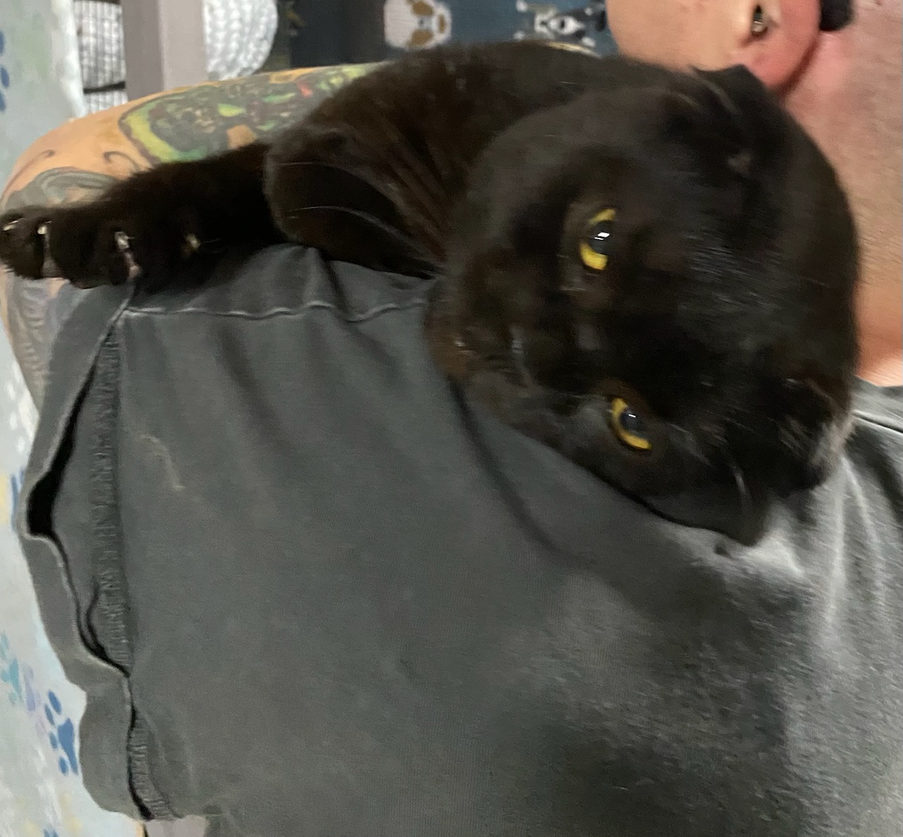 Enlarge BELLO, a Adopted Scottish Fold in North East, MD image 2/2