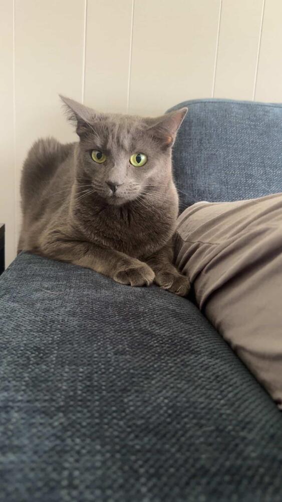 Sigrun, Adoptable, Adult Female Domestic Short Hair.