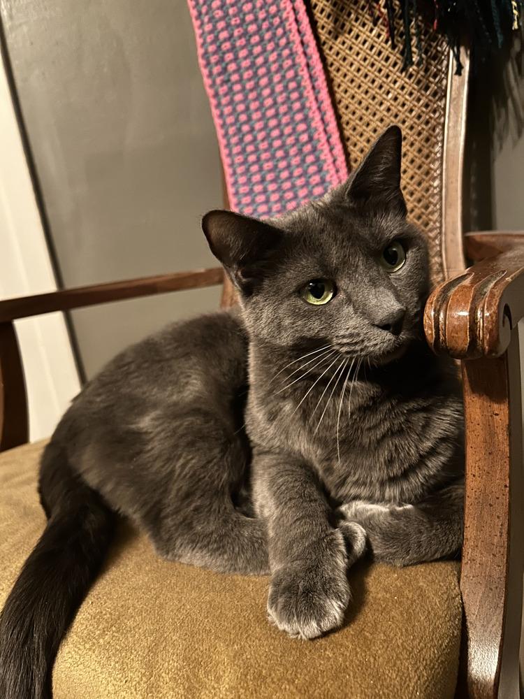 Enlarge Sigrun, a Adoptable Domestic Short Hair in Oak Park, MI image 2/2