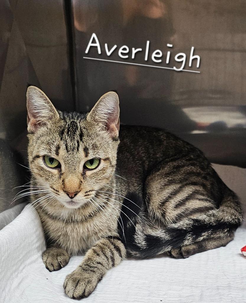 Averleigh, Adoptable, Adult Female Domestic Short Hair.