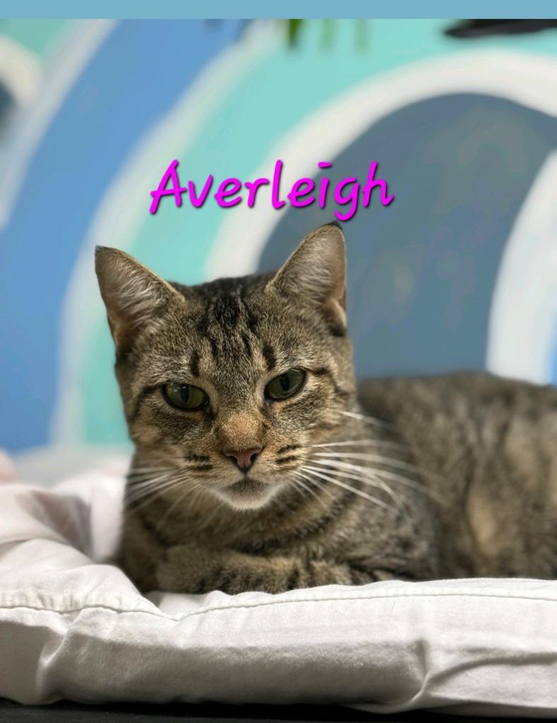 Enlarge Averleigh, a Adoptable mixed breed in Jim Thorpe, PA image 3/3