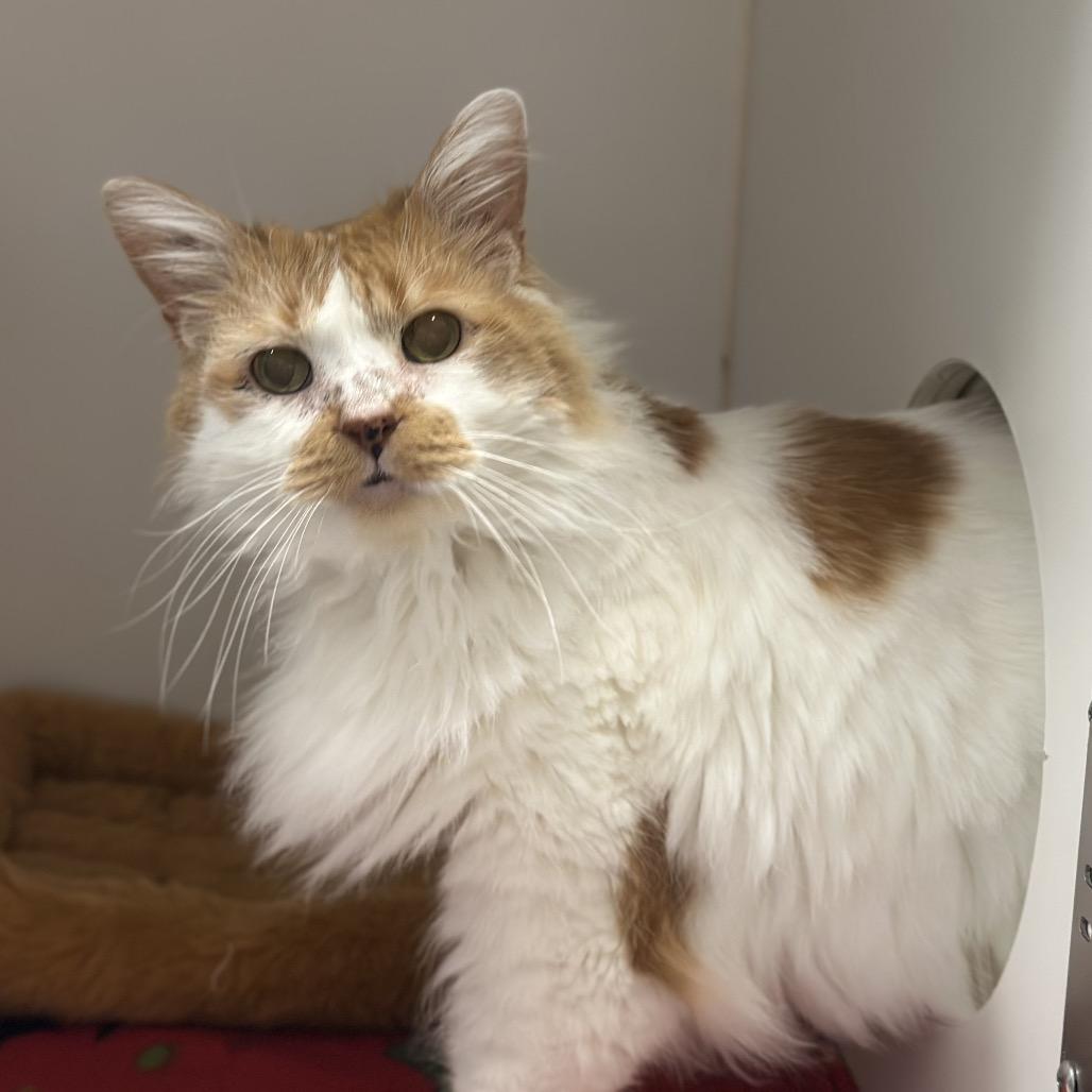 Turbo, Adoptable, Senior Male Domestic Long Hair.