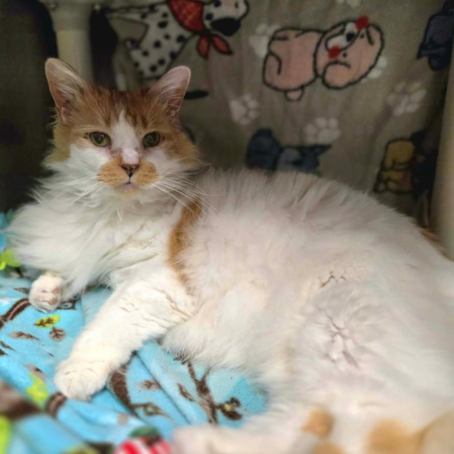 Turbo, a Adoptable Domestic Long Hair in Hinsdale, IL image 2/3