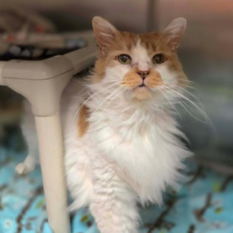 Turbo, a Adoptable Domestic Long Hair in Hinsdale, IL image 3/3