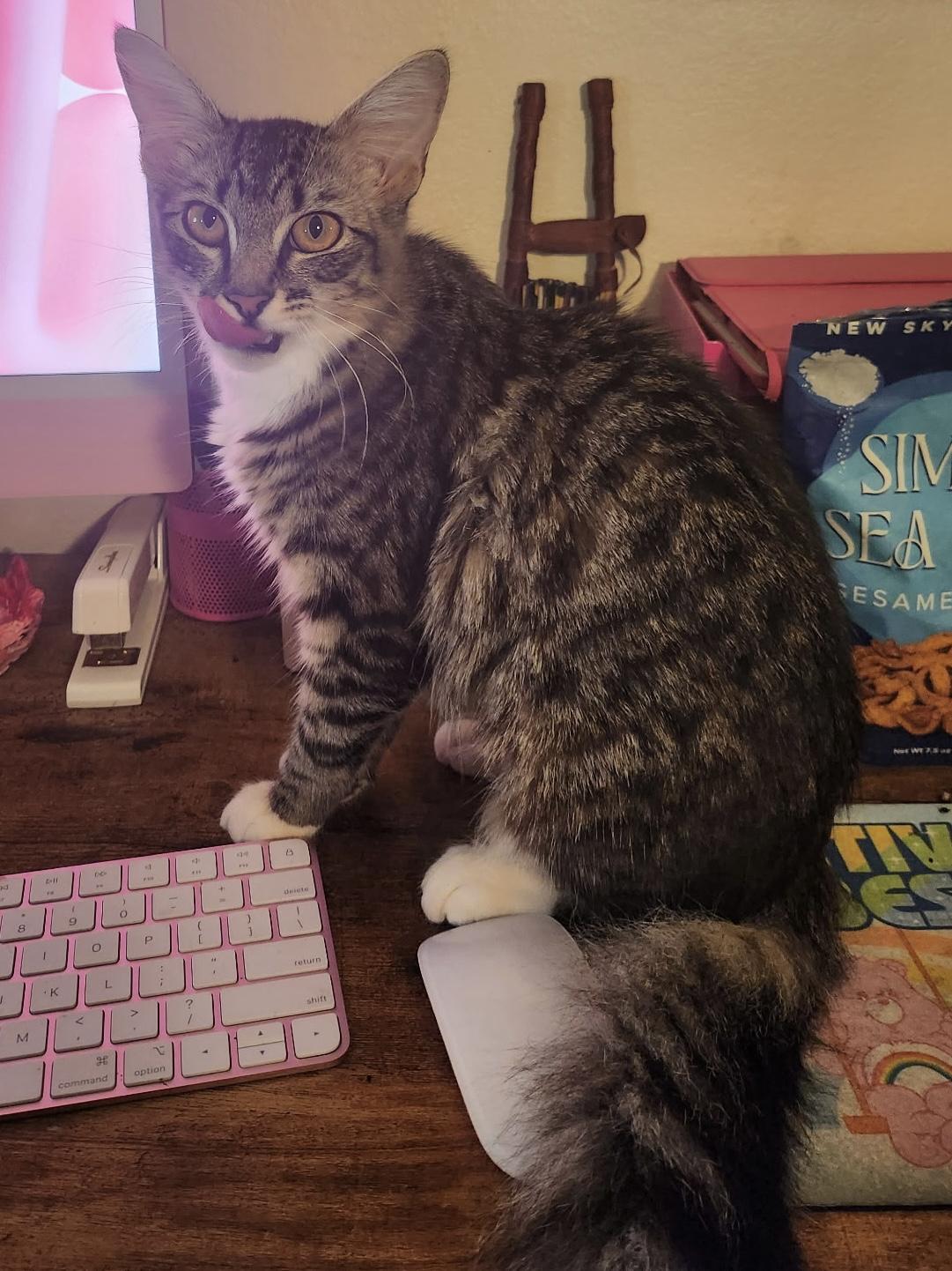 Habibi, adopted, Kitten Female Tabby.