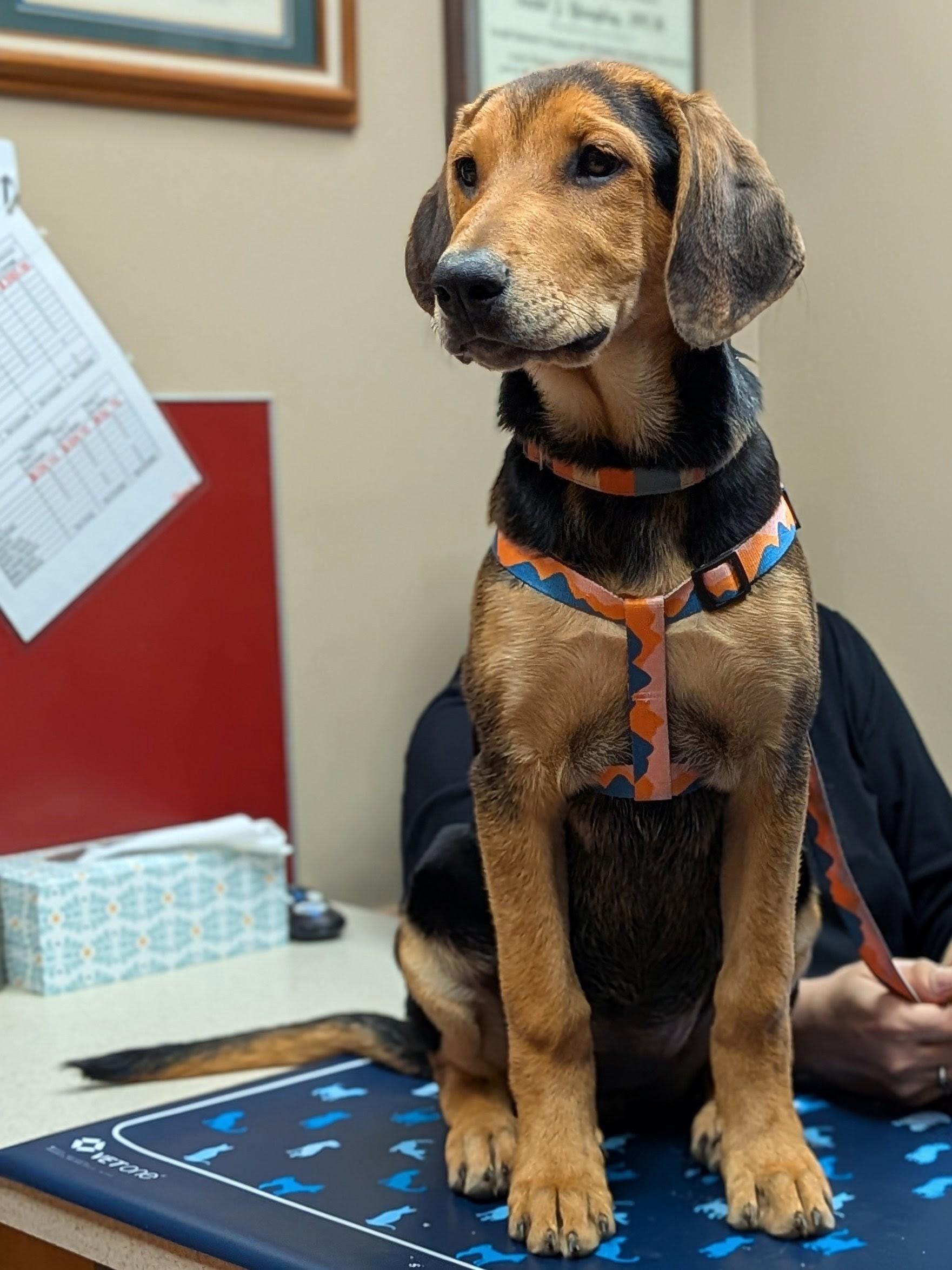 Artemis, Adopted, Young Female Black and Tan Coonhound & Doberman Pinscher.