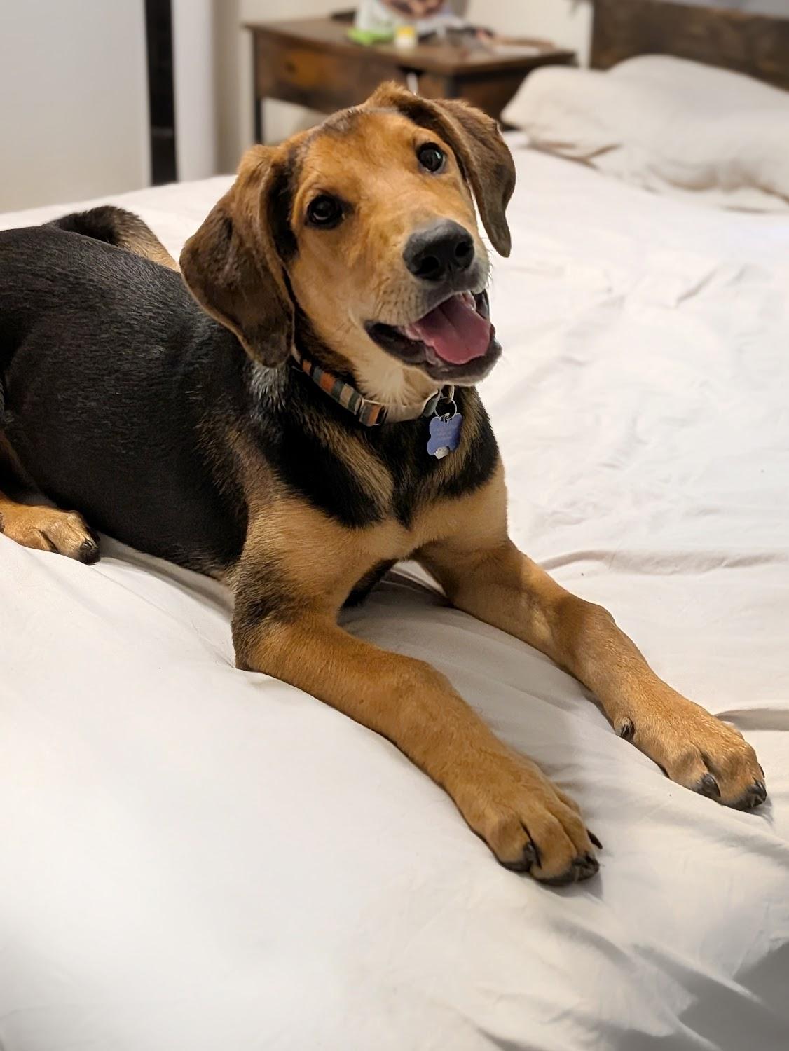 Artemis, a Adopted mixed breed in TULSA, OK image 2/6