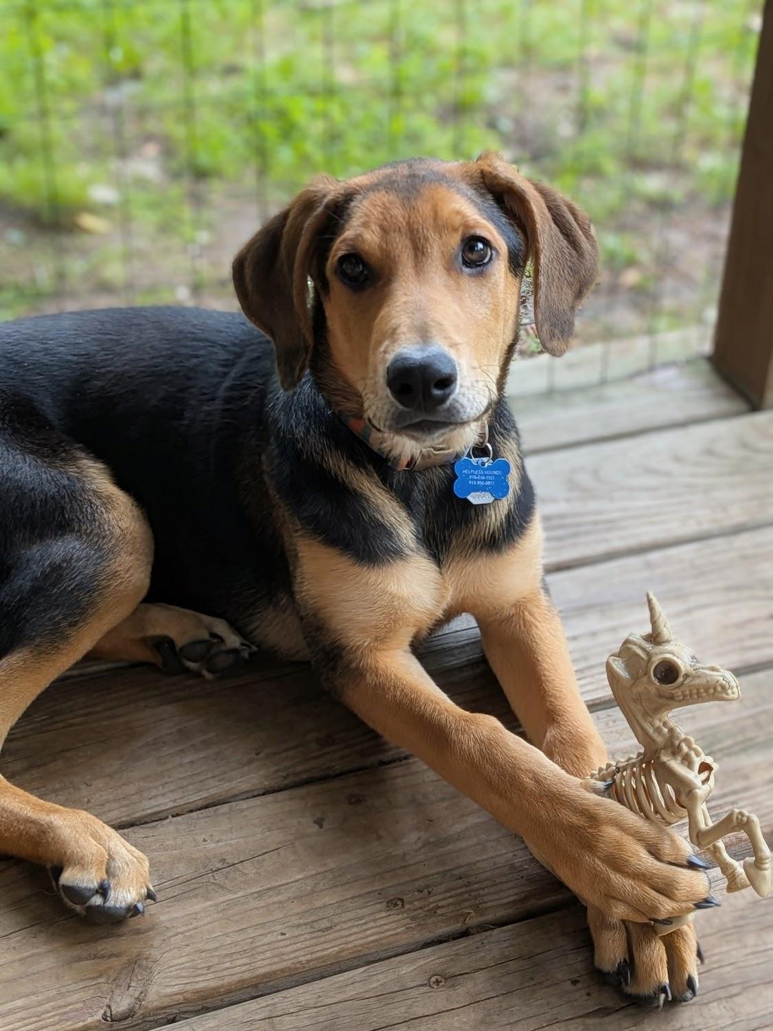 Artemis, a Adopted mixed breed in TULSA, OK image 4/6
