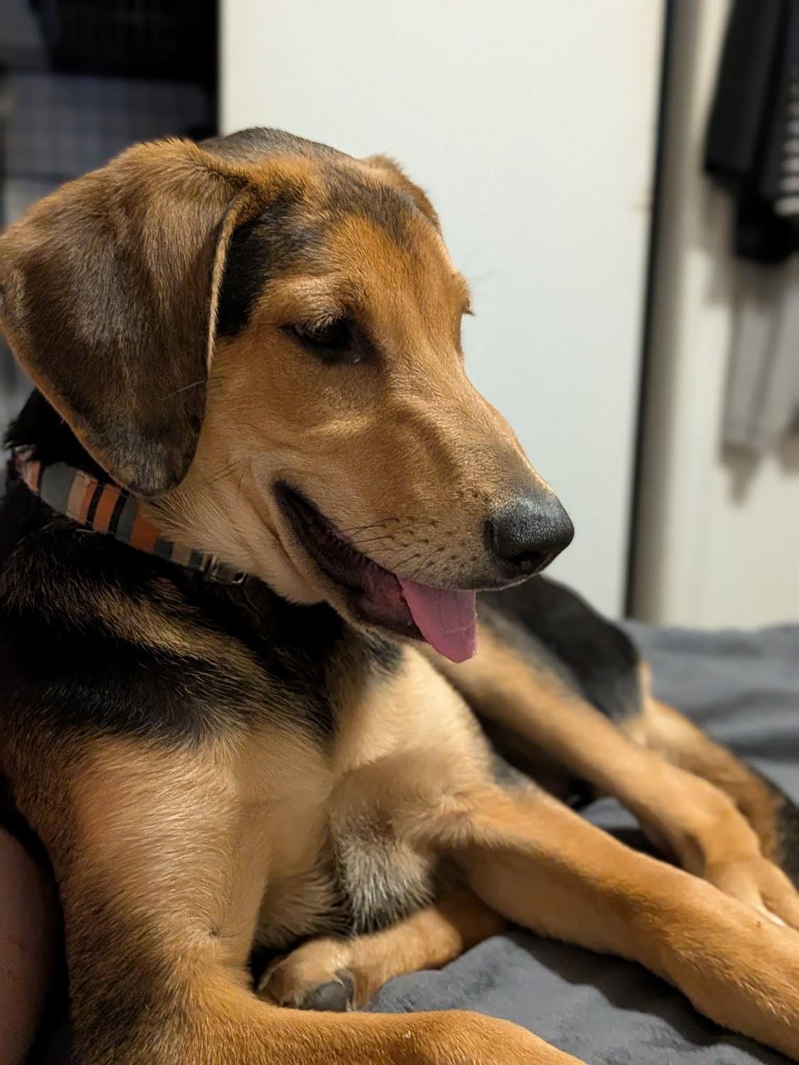 Artemis, a Adopted mixed breed in TULSA, OK image 5/6