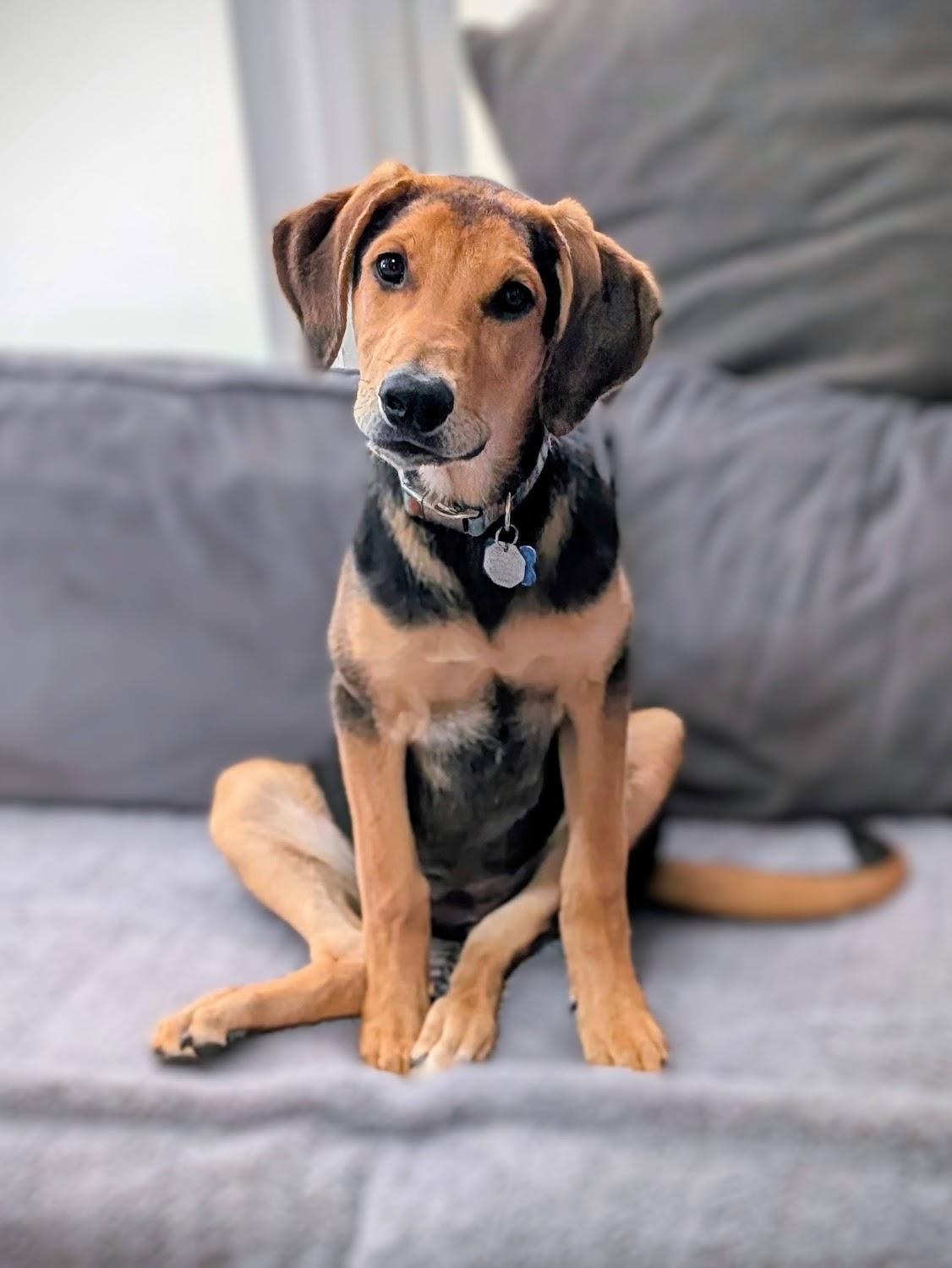 Artemis, a Adopted mixed breed in TULSA, OK image 6/6