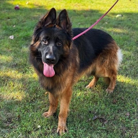 Hans, Adopted, Adult Male German Shepherd Dog.