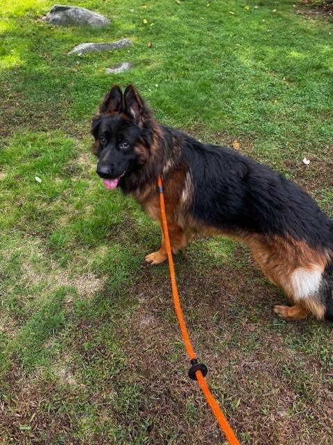 Enlarge Hans, a Adopted German Shepherd Dog in Lincoln, RI image 4/5