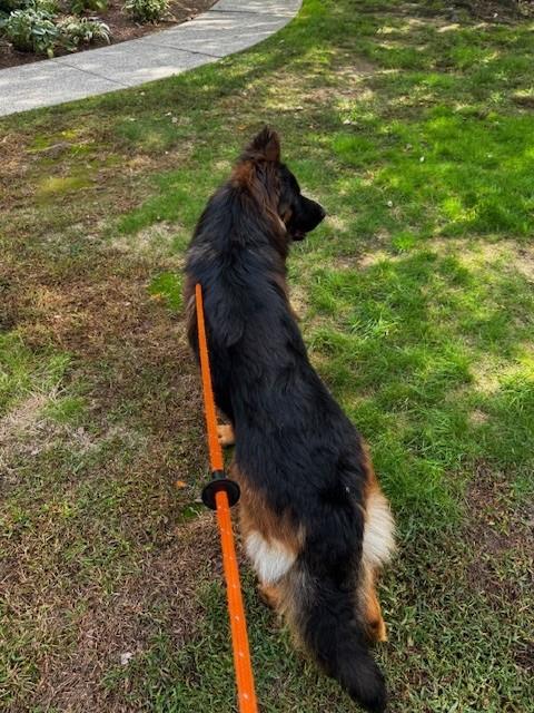 Enlarge Hans, a Adopted German Shepherd Dog in Lincoln, RI image 5/5