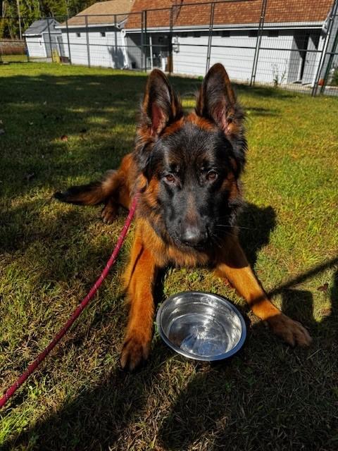 Enlarge Hans, a Adopted German Shepherd Dog in Lincoln, RI image 3/5