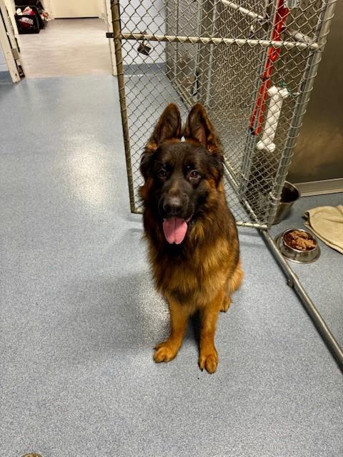 Hans, Adopted, Adult Male German Shepherd Dog.
