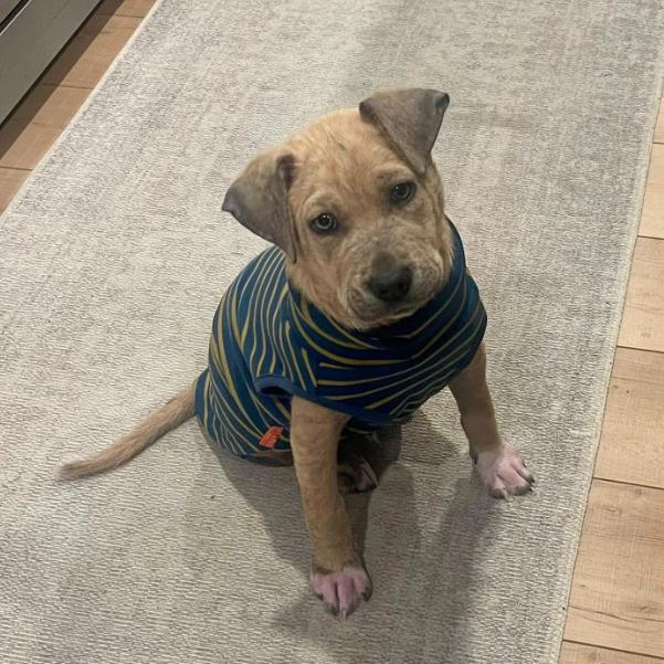 Enlarge Andy, a ADOPTABLE mixed breed in Eutawville, SC image 4/6