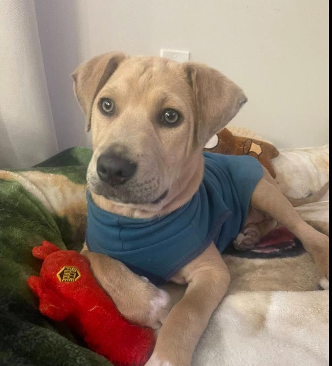 Andy, ADOPTABLE, Puppy Male Mixed Breed.