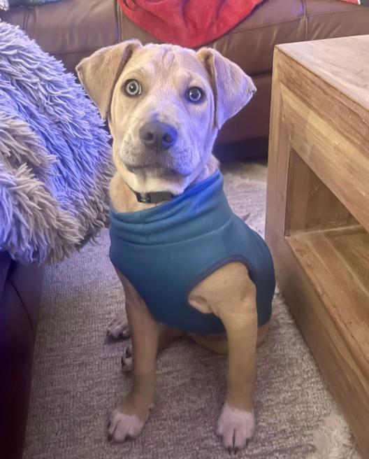 Enlarge Andy, a ADOPTABLE mixed breed in Eutawville, SC image 2/6