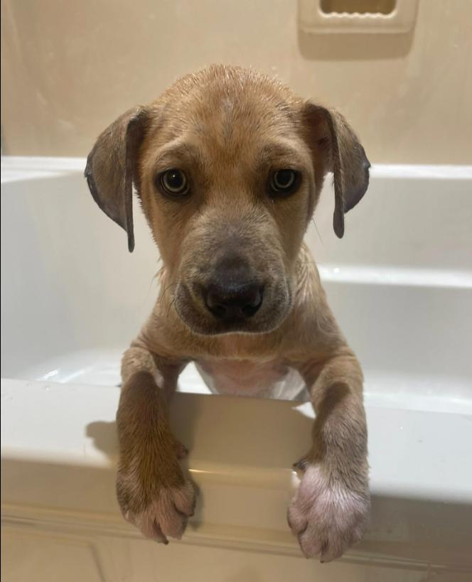 Andy, ADOPTABLE, Puppy Male Mixed Breed.
