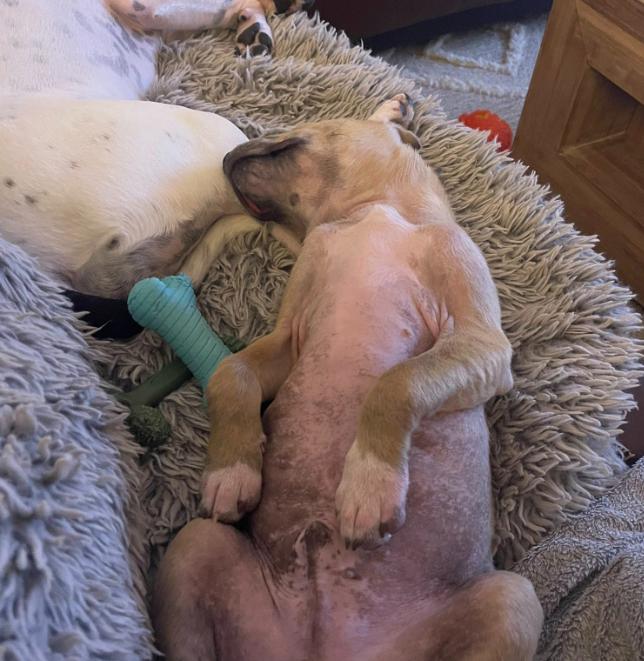 Enlarge Andy, a ADOPTABLE mixed breed in Eutawville, SC image 6/6