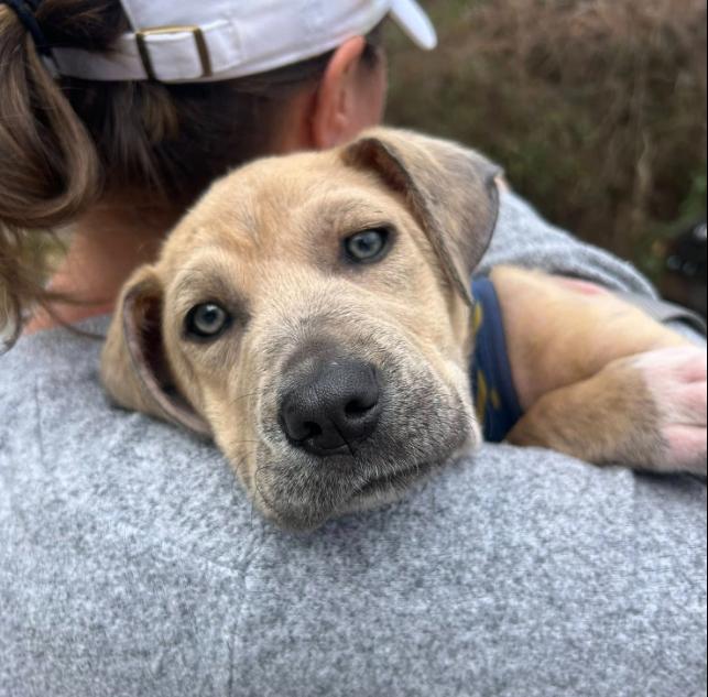 Enlarge Andy, a ADOPTABLE mixed breed in Eutawville, SC image 5/6