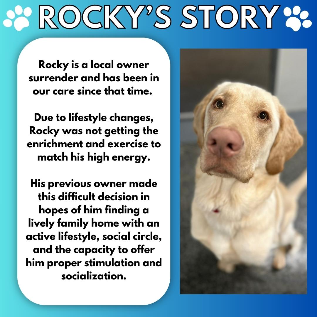 Rocky, a Adoptable mixed breed in Aurora, ON image 3/6