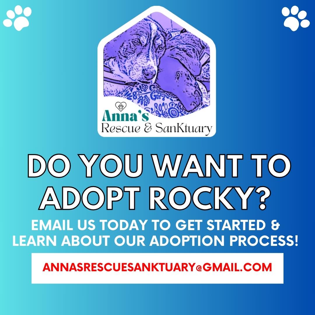 Rocky, a Adoptable mixed breed in Aurora, ON image 6/6