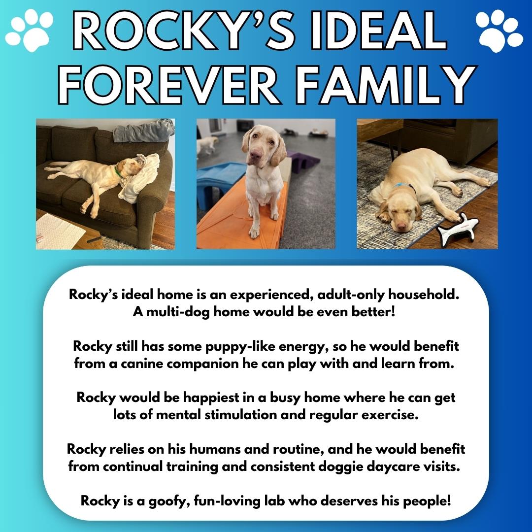 Rocky, a Adoptable mixed breed in Aurora, ON image 5/6