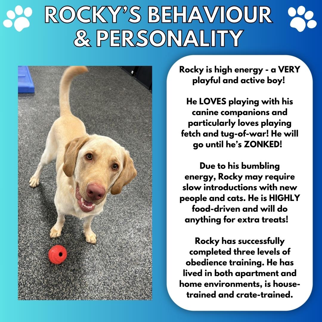 Rocky, a Adoptable mixed breed in Aurora, ON image 4/6