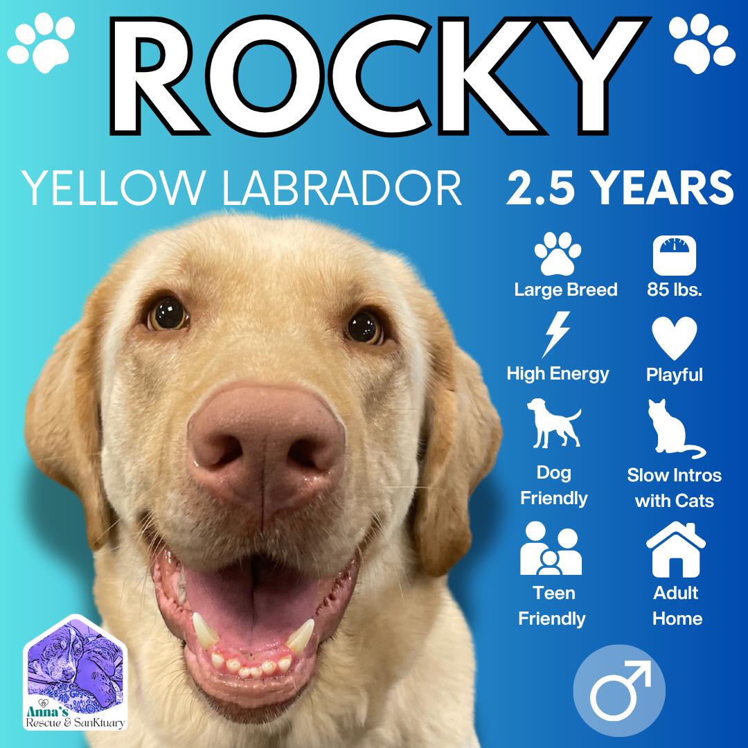 Rocky, Adoptable, Adult Male Yellow Labrador Retriever.
