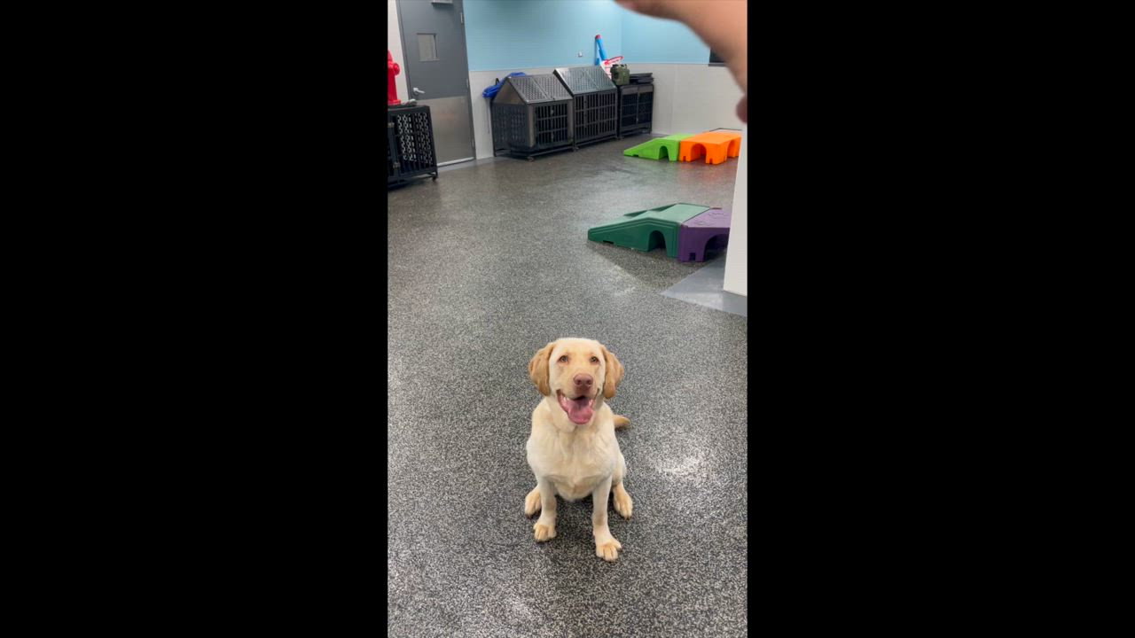 Enlarge Rocky, a Adoptable mixed breed in Aurora, ON video 2/6