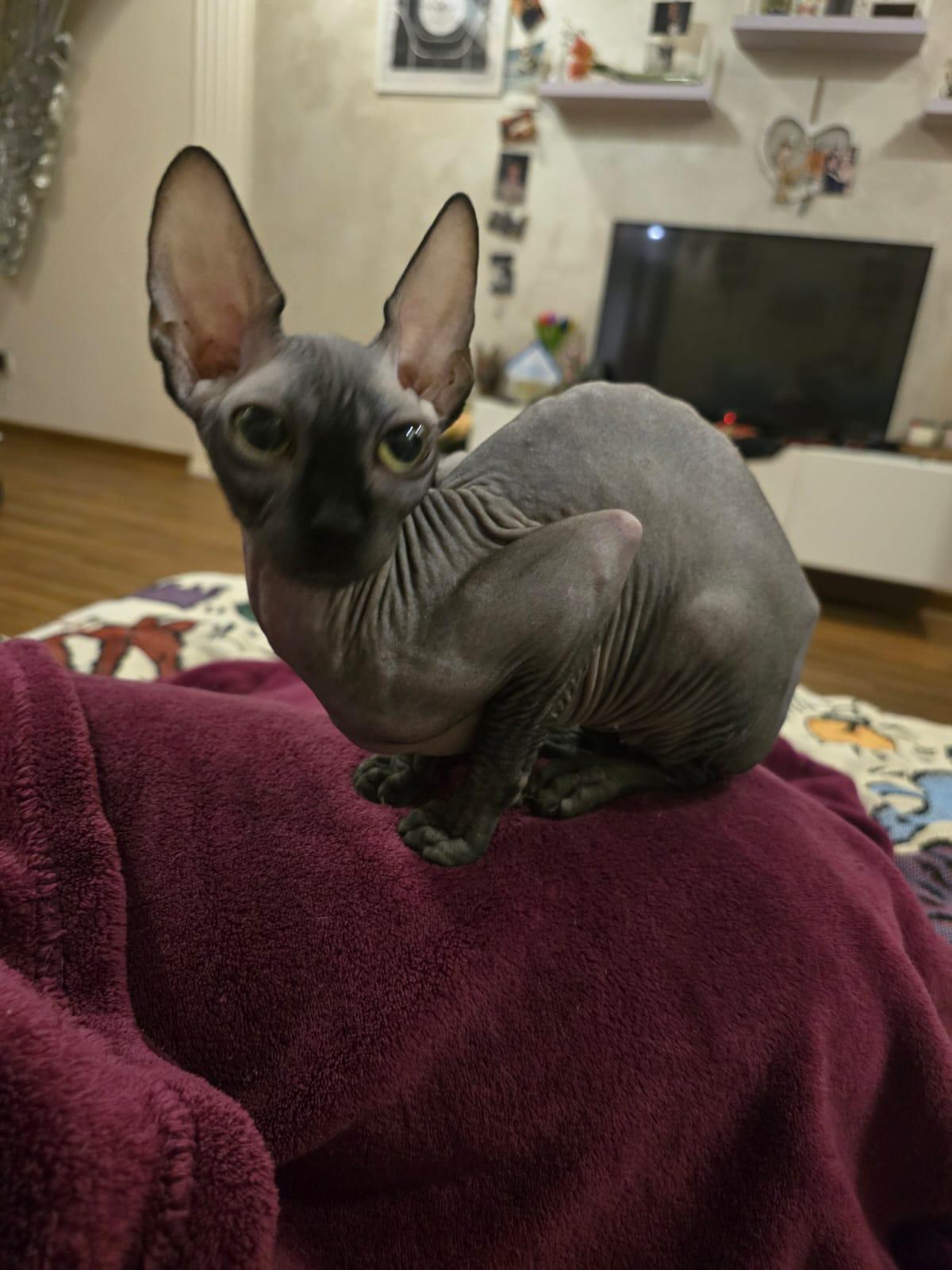 Petra, Adopted, Young Female Sphynx / Hairless Cat.