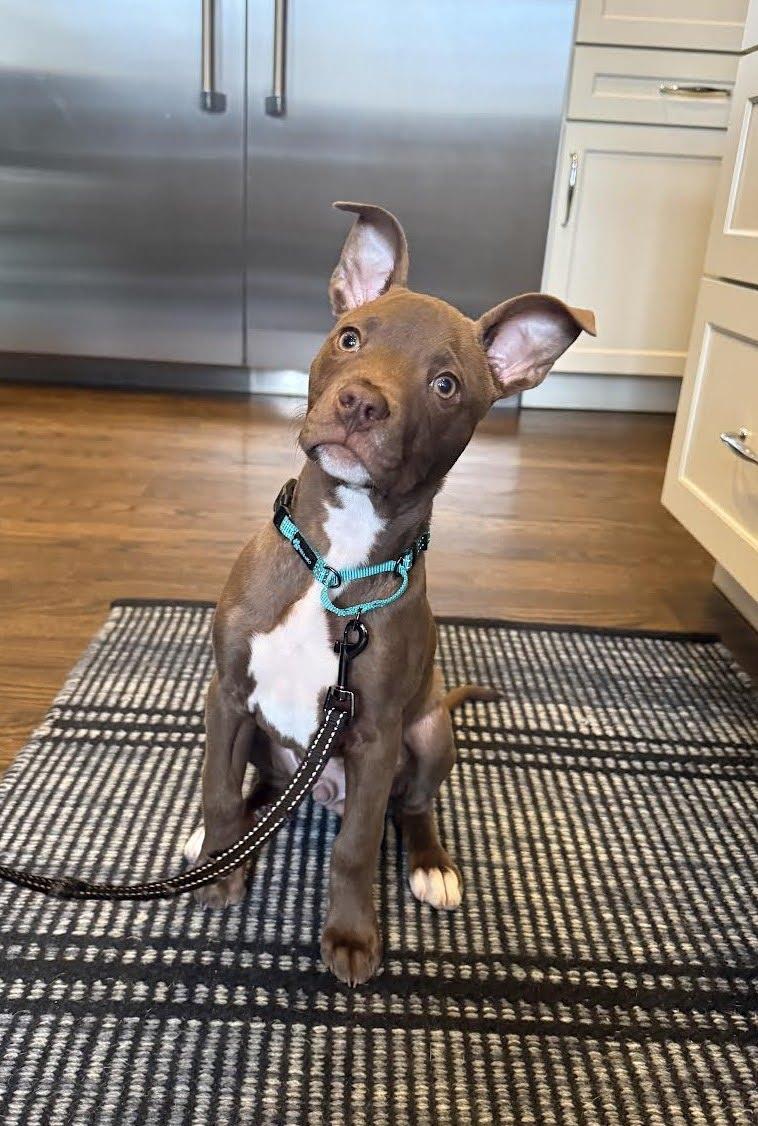 Enlarge Beezy, a Adoptable American Staffordshire Terrier in Arlington, VA image 1/3