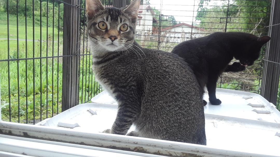 Peso, a Adoptable mixed breed in Millerton, PA image 5/6