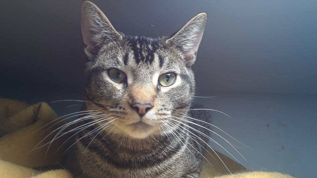 Peso, a Adoptable mixed breed in Millerton, PA image 3/6