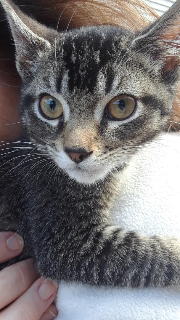 Peso, a Adoptable mixed breed in Millerton, PA image 1/6