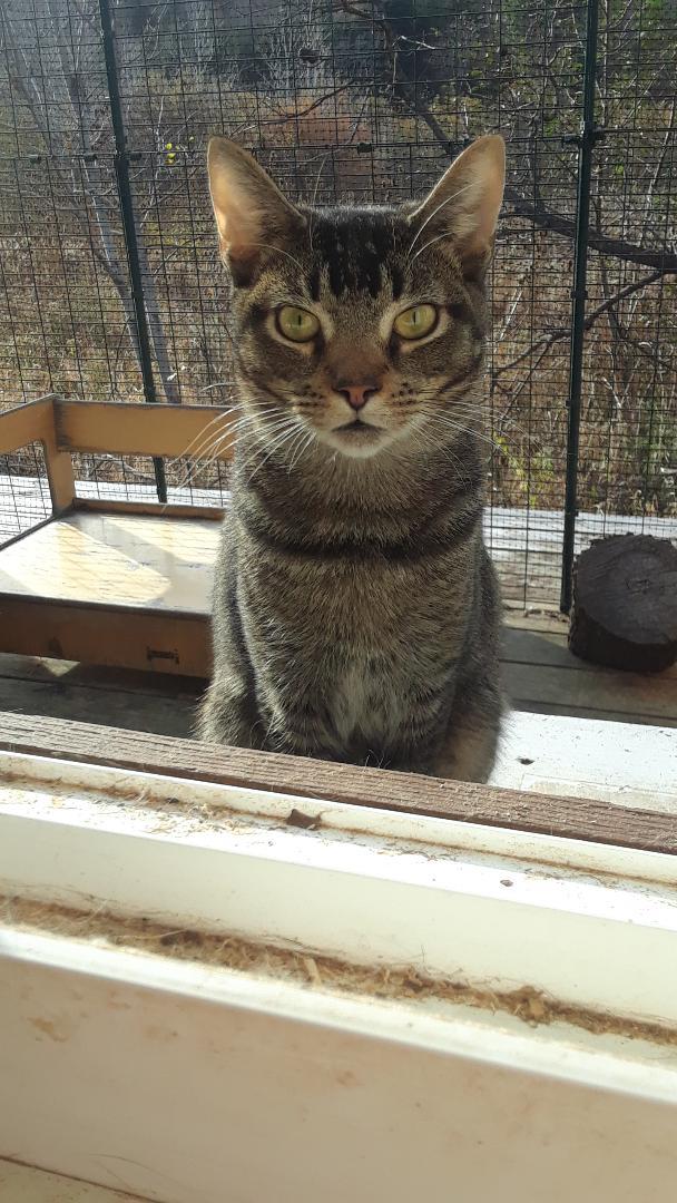 Peso, a Adoptable mixed breed in Millerton, PA image 2/6