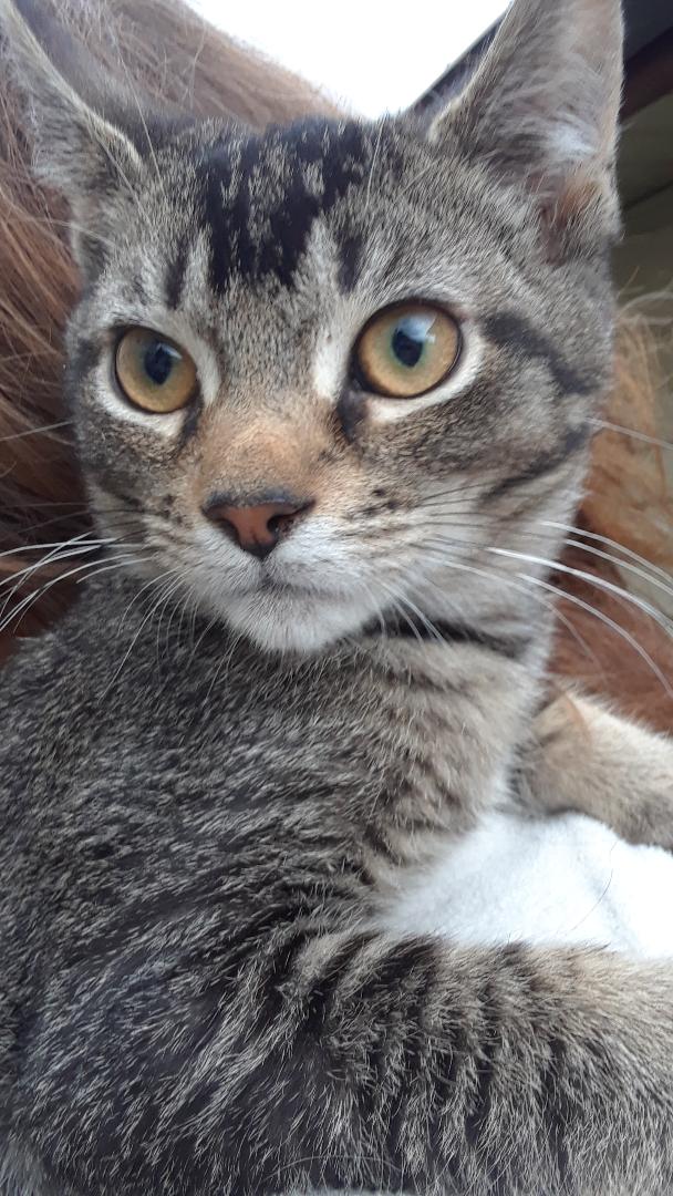 Peso, a Adoptable mixed breed in Millerton, PA image 4/6